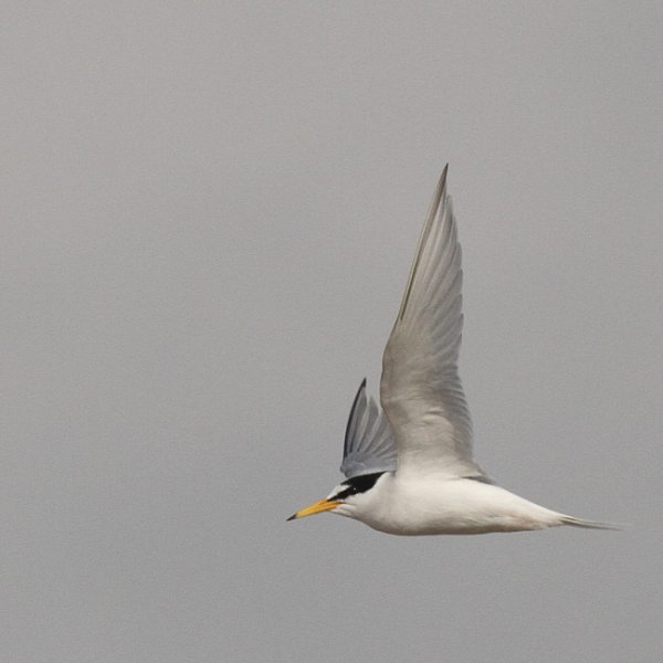 Rye Harbour's Little Terns